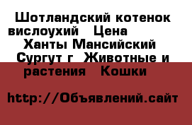Шотландский котенок вислоухий › Цена ­ 1 500 - Ханты-Мансийский, Сургут г. Животные и растения » Кошки   